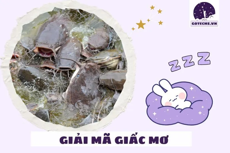 Các bối cảnh trong giấc mơ thấy cá trê và điềm báo cụ thể