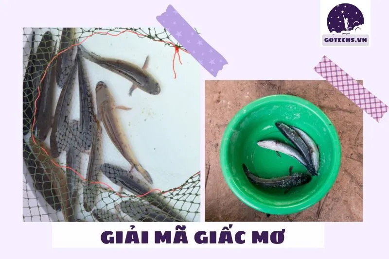 Các cách cải thiện cuộc sống qua điềm báo từ giấc mơ thấy cá lóc
