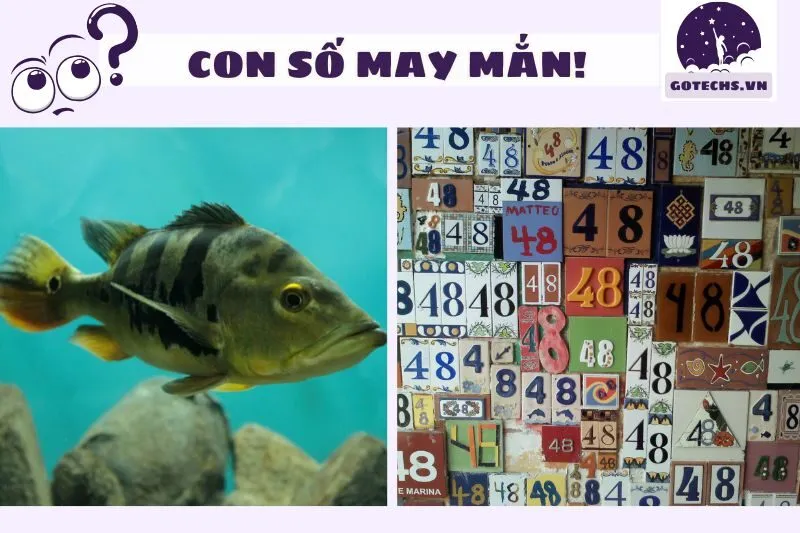 Các con số liên quan đến giấc mơ thấy cá đen