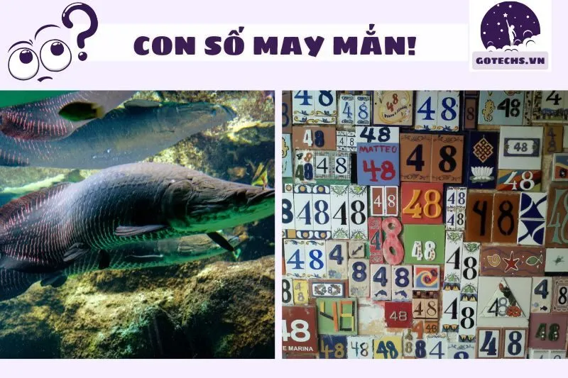 Giải mã con số may mắn khi mơ thấy cá hải tượng