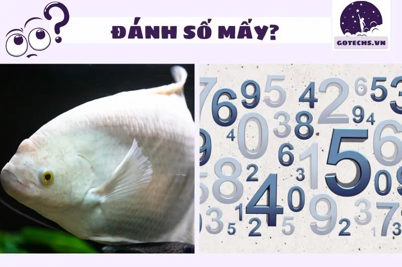 Các Con Số May Mắn Khi Mơ Thấy Cá Trắng