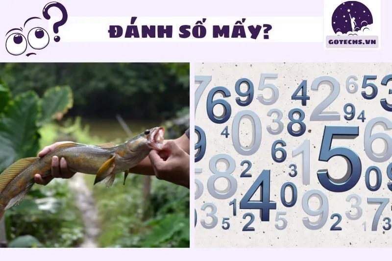 Các Con Số May Mắn Khi Mơ Thấy Cá Trắng