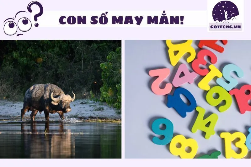 Các con số may mắn khi nằm mơ thấy trâu