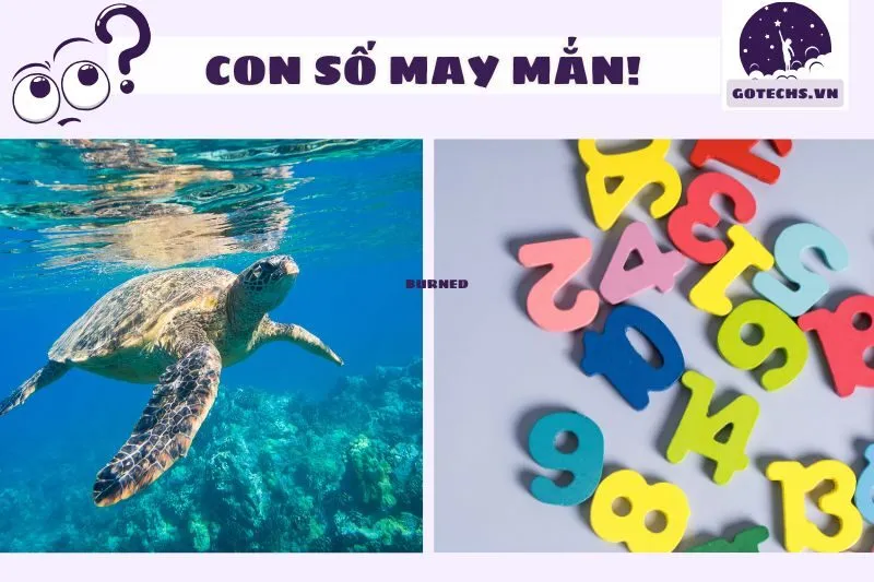 Các con số may mắn liên quan