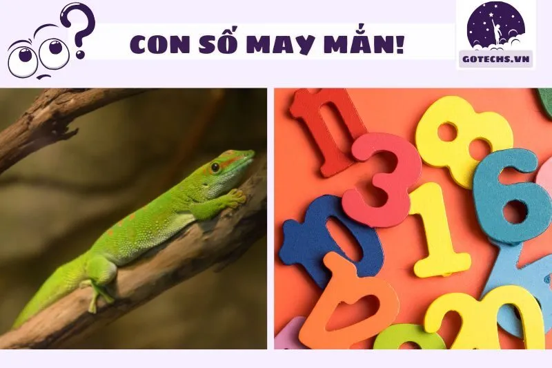 Các con số may mắn liên quan đến giấc mơ thấy tắc kè