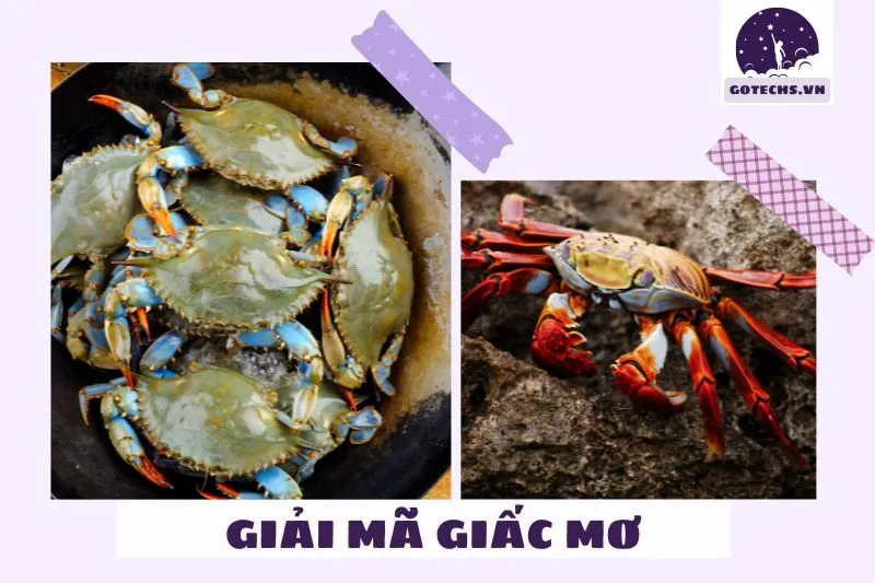 Các điềm báo cụ thể khi nằm mơ thấy cua