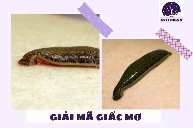 Các điềm báo phổ biến từ giấc mơ thấy đỉa