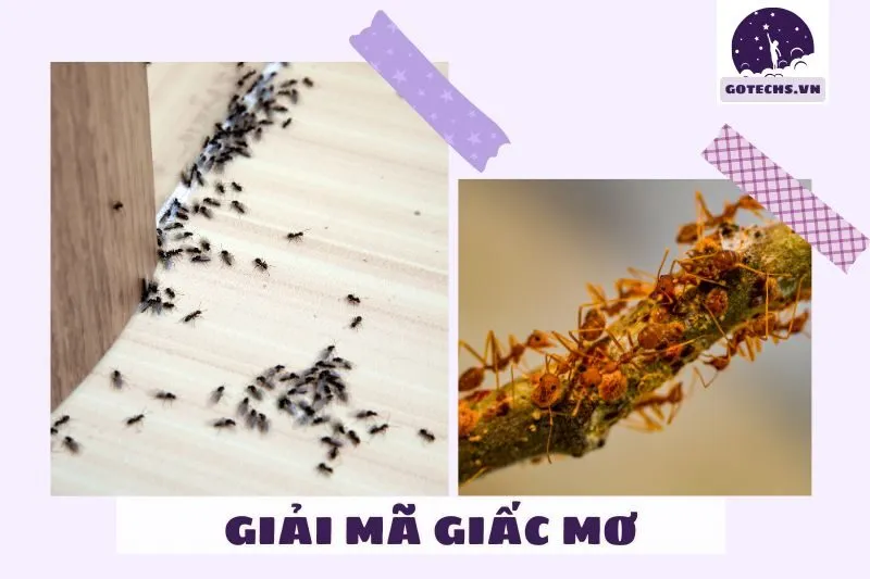 Các Điềm Báo Từ Giấc Mơ Thấy Kiến và Những Ý Nghĩa Khác Nhau
