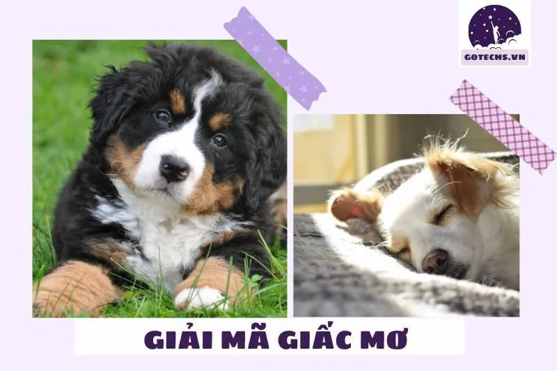 Các giấc mơ thấy chó và ảnh hưởng trong cuộc sống