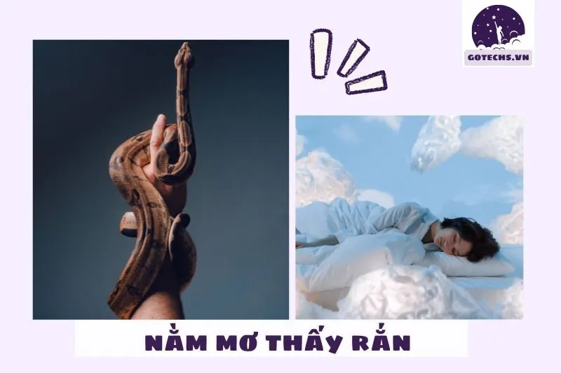 Các giấc mơ thấy rắn phổ biến và ý nghĩa của từng giấc mơ