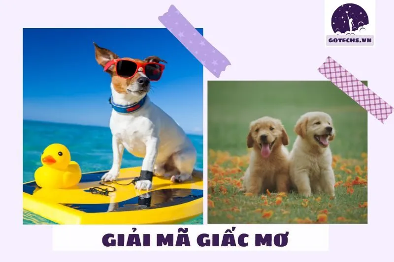 Các hành động của chó trong giấc mơ và ý nghĩa gì