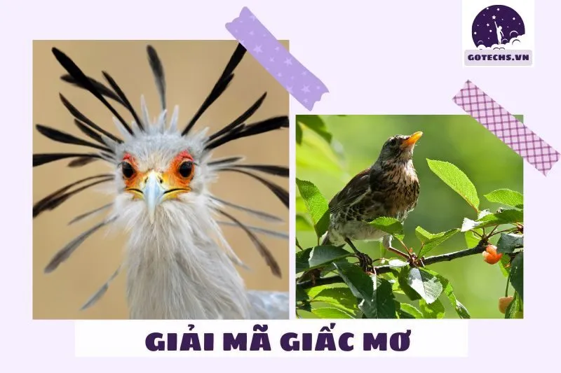 Các loài chim phổ biến trong giấc mơ