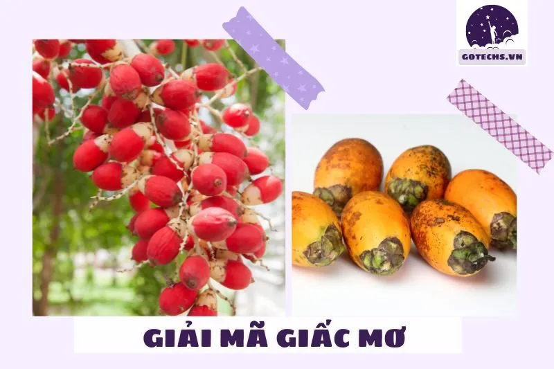 Các loại giấc mơ liên quan đến buồng cau và ý nghĩa