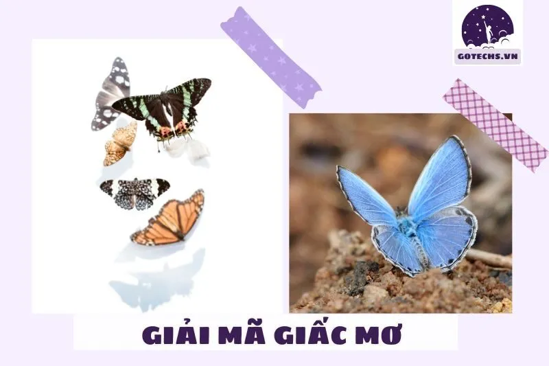 Các loại giấc mơ thấy bướm và điềm báo cụ thể