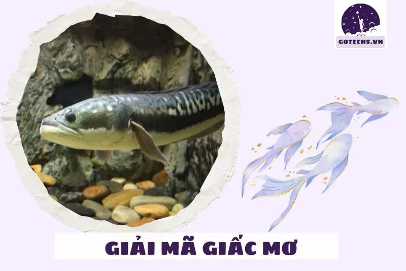 Các loại giấc mơ thấy cá lóc và điềm báo cụ thể