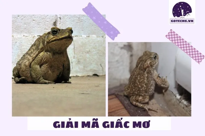 Các loại giấc mơ thấy cóc và điềm báo cụ thể