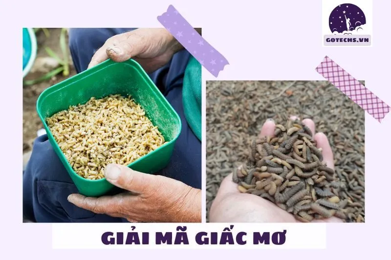 Các loại giấc mơ thấy dòi và thông điệp đi kèm