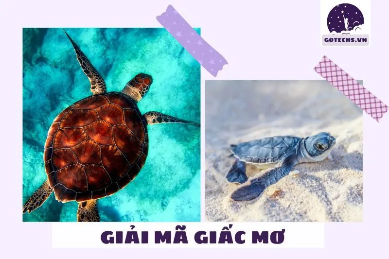 Các loại giấc mơ thấy rùa và ý nghĩa của từng loại