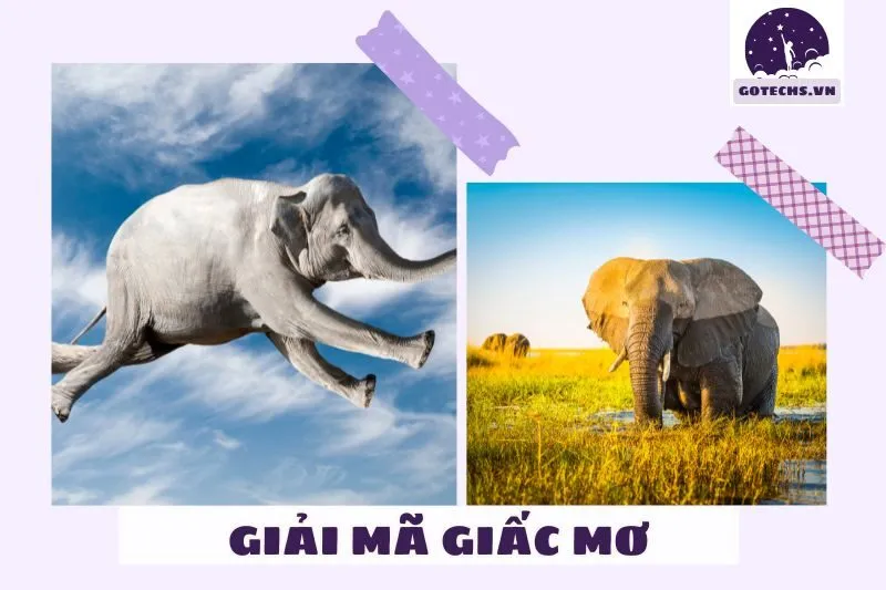 Các loại giấc mơ thấy voi và ý nghĩa cụ thể
