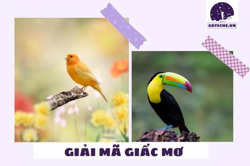 Các màu sắc của chim trong giấc mơ