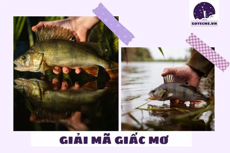 Các trường hợp phổ biến khi nằm mơ thấy cá rô và ý nghĩa của chúng