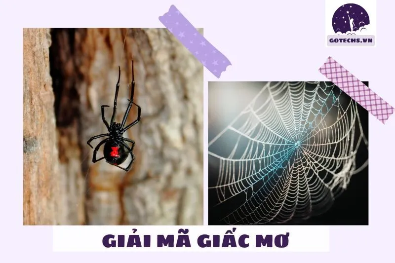 Các ý nghĩa cụ thể khi mơ thấy nhện