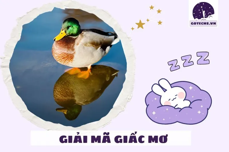 Cách giải mã giấc mơ nằm mơ thấy vịt theo từng hoàn cảnh