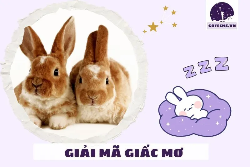 Cách giải mã và ứng dụng giấc mơ thấy thỏ vào đời sống