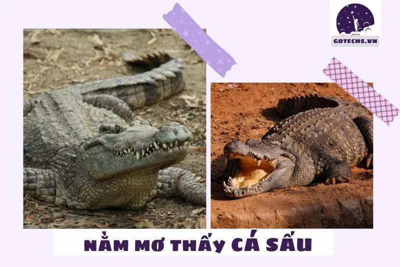 Cách xử lý và áp dụng ý nghĩa giấc mơ nằm mơ thấy cá sấu trong cuộc sống