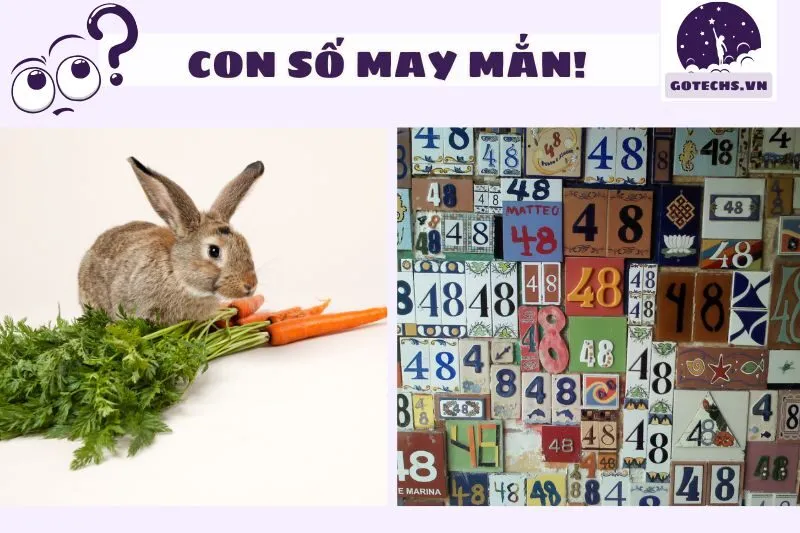 Con số may mắn gắn liền với giấc mơ thấy thỏ