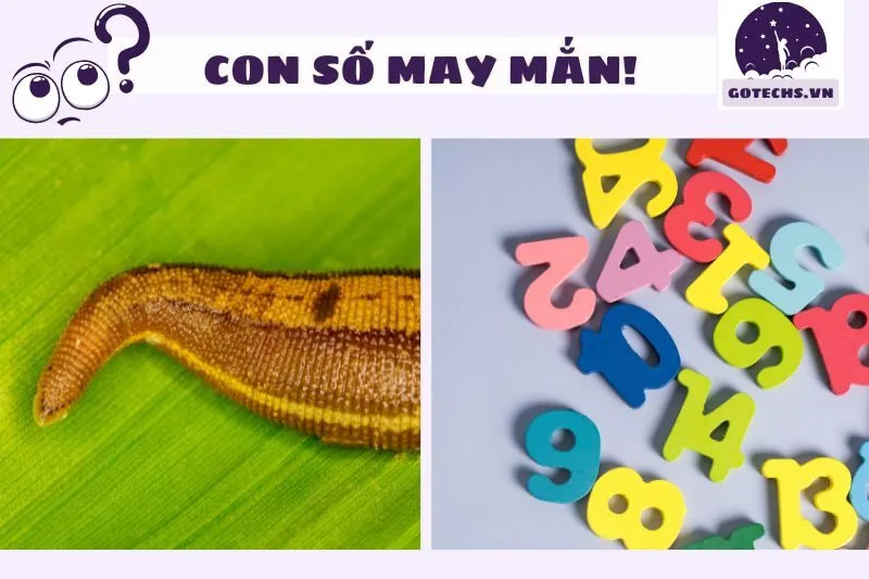 Các con số may mắn liên quan