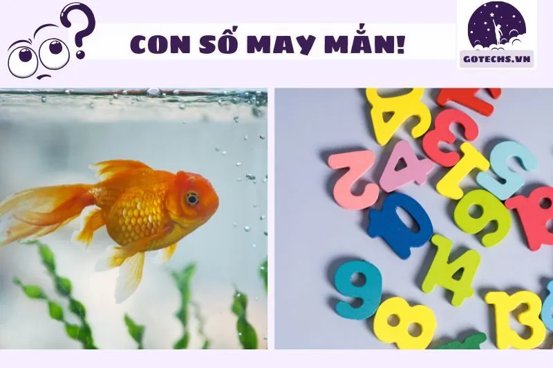 Con số may mắn khi nằm mơ thấy cá