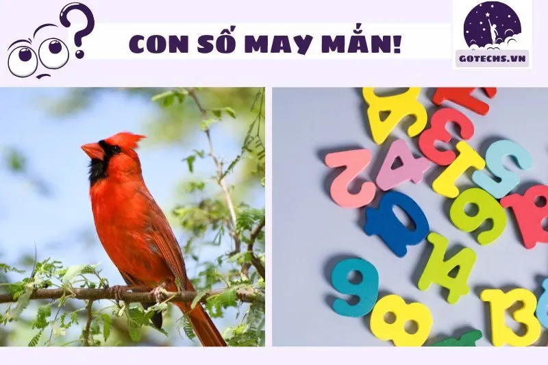 Con Số May Mắn Khi Nằm Mơ Thấy Chim