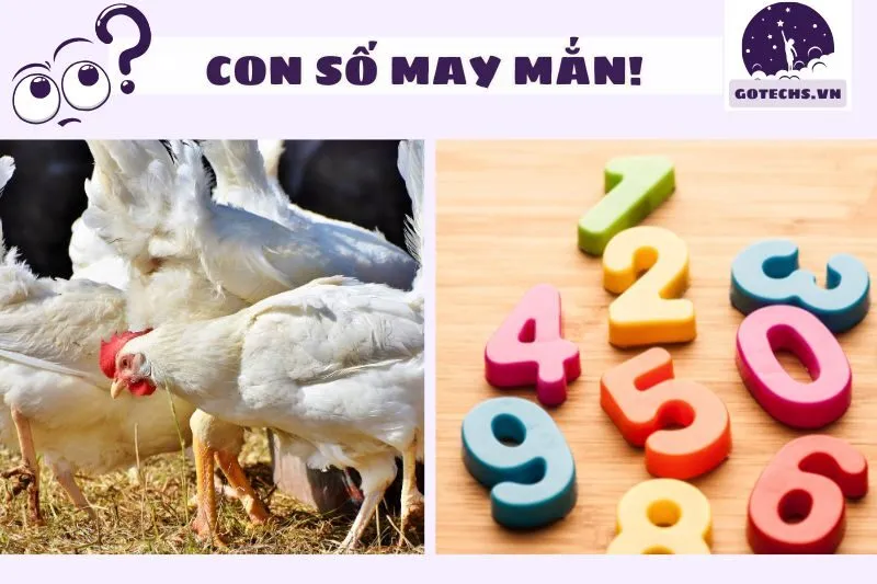 Con số may mắn khi nằm mơ thấy gà