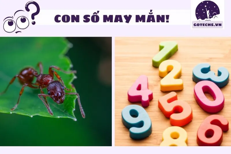 Con Số May Mắn Khi Nằm Mơ Thấy Kiến