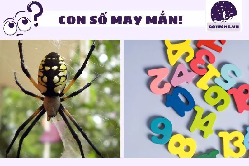 Con số may mắn khi nằm mơ thấy nhện