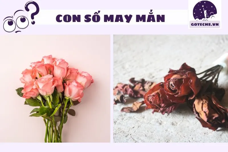 Con số may mắn liên quan đến giấc mơ cây hoa hồng