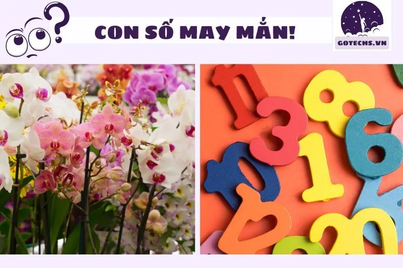 Con số may mắn liên quan đến giấc mơ hoa lan