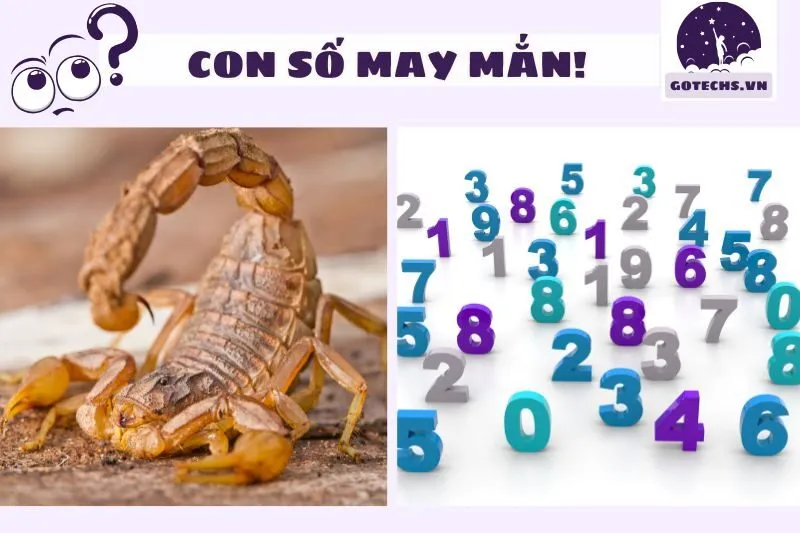 Con số may mắn liên quan đến giấc mơ thấy bò cạp