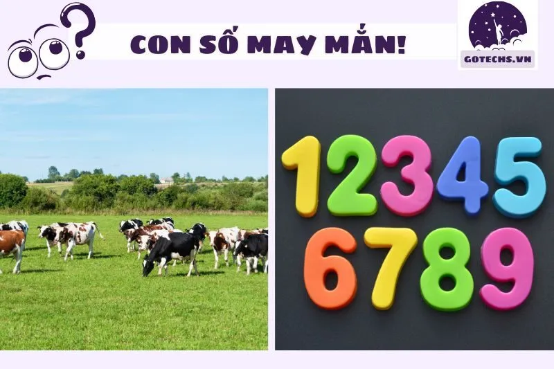 Con số may mắn liên quan đến giấc mơ thấy bò và ý nghĩa