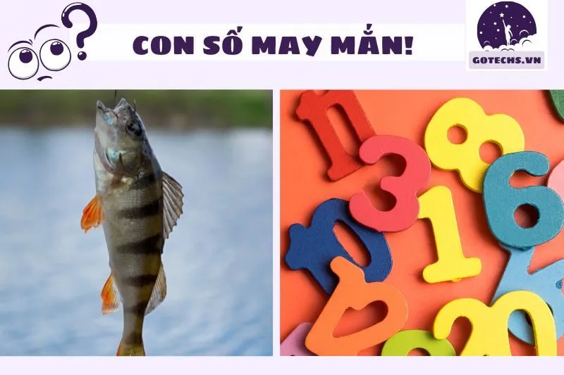 Những con số may mắn liên quan đến giấc mơ cá rô