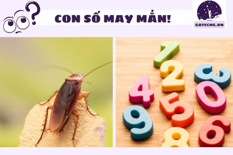 Con số may mắn liên quan đến giấc mơ thấy gián