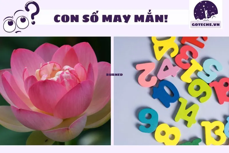 Con số may mắn liên quan đến giấc mơ thấy hoa sen
