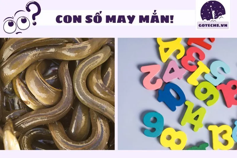 Con số may mắn liên quan đến giấc mơ