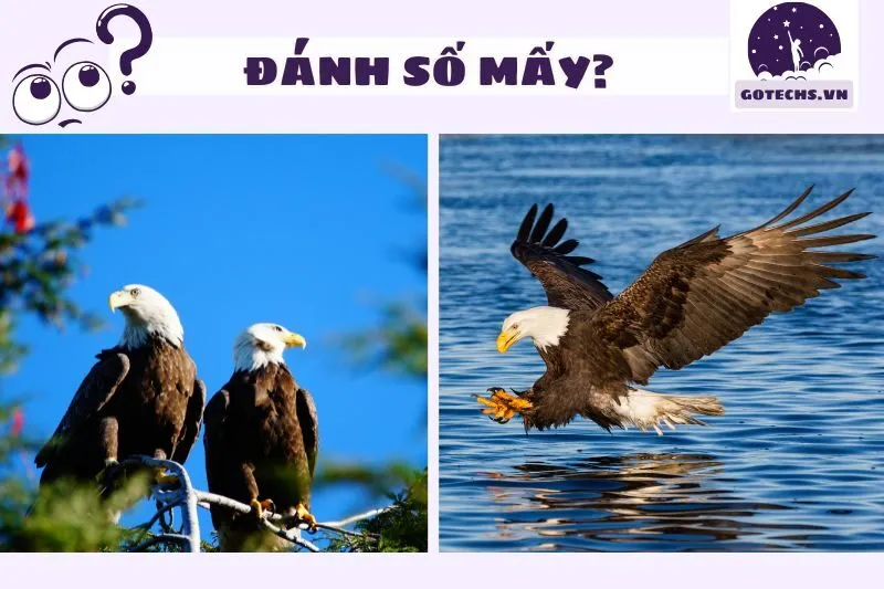 Con số may mắn liên quan khi mơ thấy đại bàng