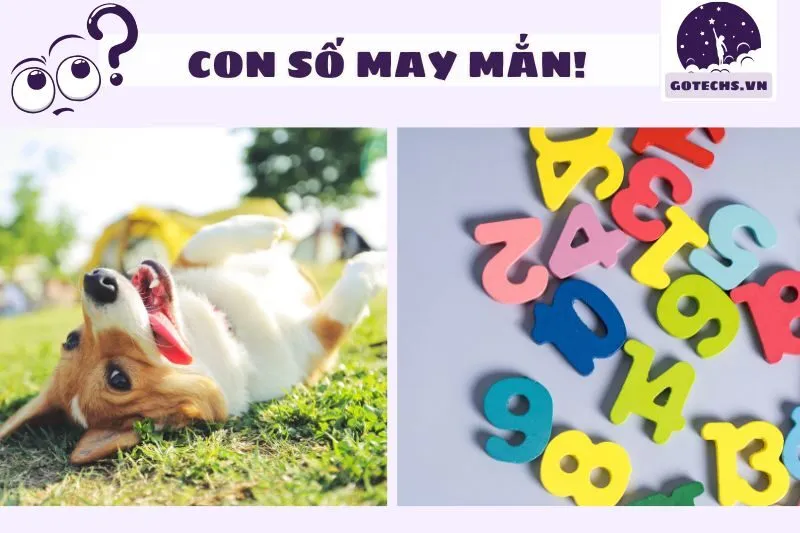 Con số may mắn liên quan khi nằm mơ thấy chó 