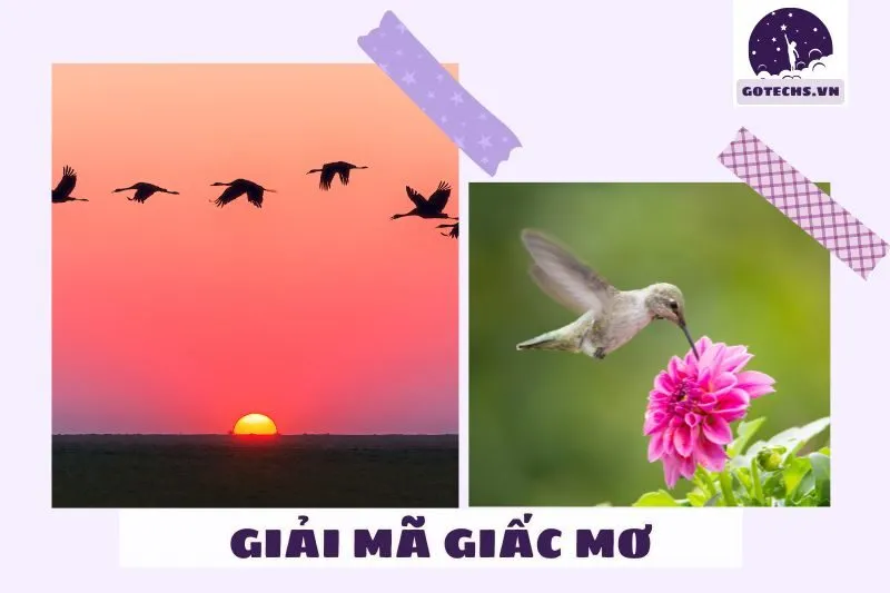 Điềm báo của các hành động khi mơ thấy chim