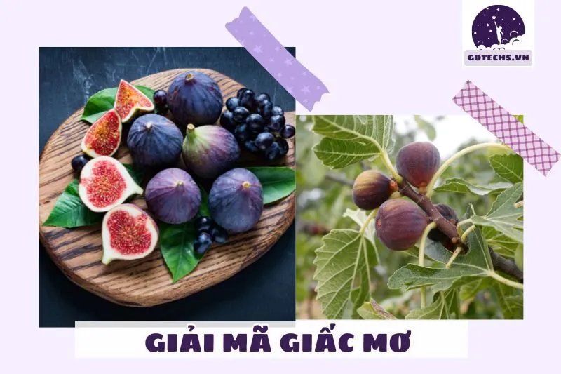 Điềm báo khi mơ thấy cây sung có nhiều quả