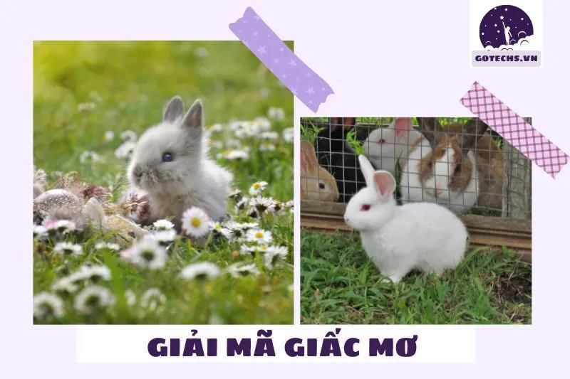 Điềm báo tốt hay xấu khi nằm mơ thấy thỏ?