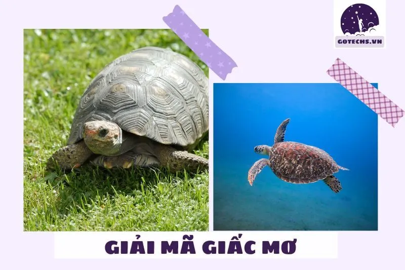 Điềm báo từ các loại giấc mơ thấy ba ba